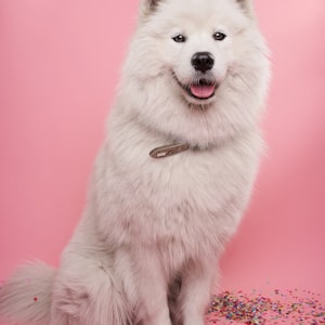 Professional pet grooming transformation example 2 at People n Pets Siliguri