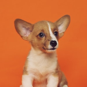 Professional pet grooming transformation example 6 at People n Pets Siliguri